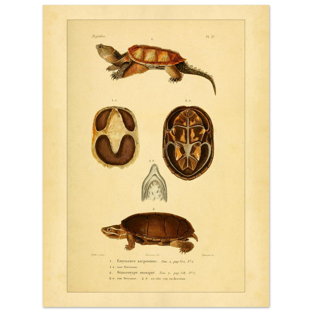 Emysaure serpentine et Staurotype musqué : reproduction de planches de tortues (30x40 cm). Planche naturaliste ancienne représentant deux tortues, l'une de face et l'autre de dos, avec des vues du plastron et de la mâchoire.
