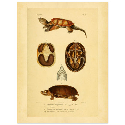 Emysaure serpentine et Staurotype musqué : reproduction de planches de tortues (30x40 cm). Planche naturaliste ancienne représentant deux tortues, l'une de face et l'autre de dos, avec des vues du plastron et de la mâchoire.