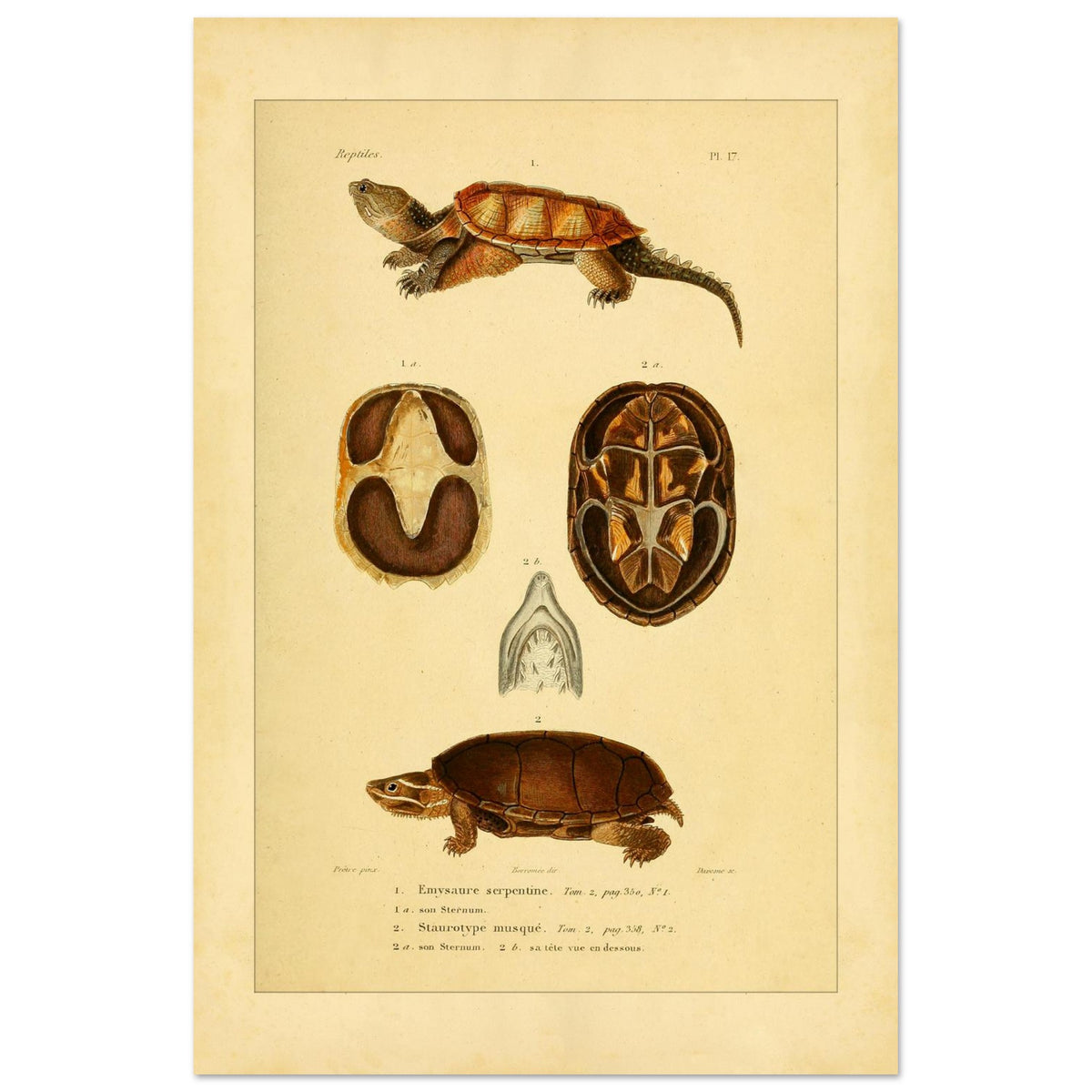 Emysaure serpentine et Staurotype musqué : reproduction de planches de tortues (40x60 cm). Planche naturaliste ancienne représentant deux tortues, l'une de face et l'autre de dos, avec des vues du plastron et de la mâchoire.