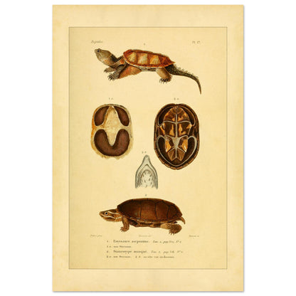Emysaure serpentine et Staurotype musqué : reproduction de planches de tortues (40x60 cm). Planche naturaliste ancienne représentant deux tortues, l'une de face et l'autre de dos, avec des vues du plastron et de la mâchoire.