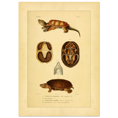 Emysaure serpentine et Staurotype musqué : reproduction de planches de tortues (42x59,4 cm (A2)). Planche naturaliste ancienne représentant deux tortues, l'une de face et l'autre de dos, avec des vues du plastron et de la mâchoire.