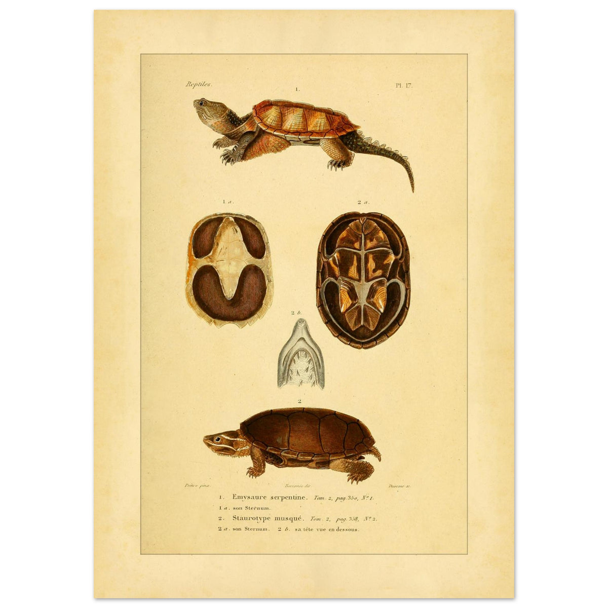 Emysaure serpentine et Staurotype musqué : reproduction de planches de tortues (50x70 cm). Planche naturaliste ancienne représentant deux tortues, l'une de face et l'autre de dos, avec des vues du plastron et de la mâchoire.