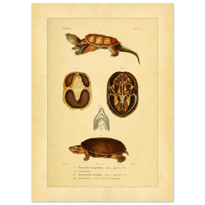 Emysaure serpentine et Staurotype musqué : reproduction de planches de tortues (50x70 cm). Planche naturaliste ancienne représentant deux tortues, l'une de face et l'autre de dos, avec des vues du plastron et de la mâchoire.