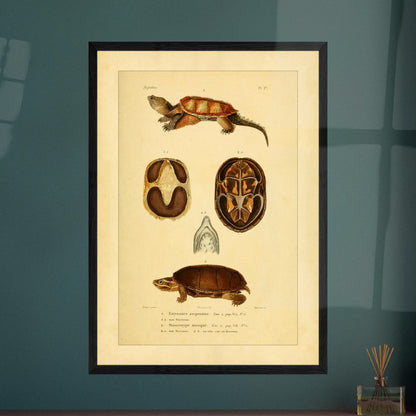 Emysaure serpentine et Staurotype musqué : reproduction de planches de tortues. Planche naturaliste ancienne représentant deux tortues, l'une de face et l'autre de dos, avec des vues du plastron et de la mâchoire.