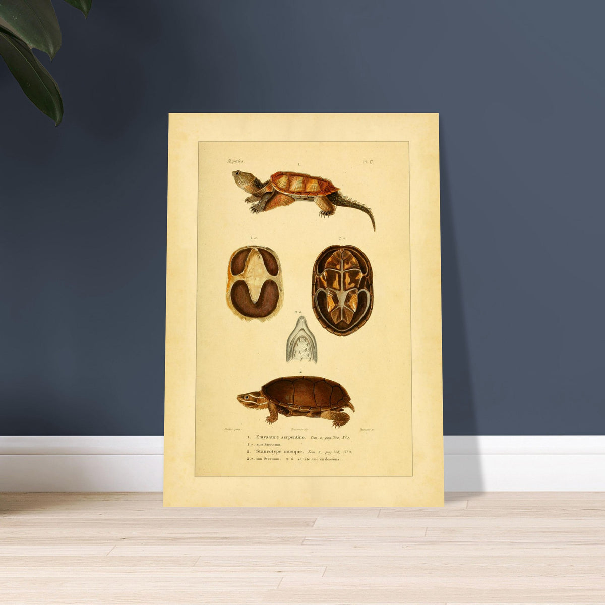 Emysaure serpentine et Staurotype musqué : reproduction de planches de tortues. Planche naturaliste ancienne représentant deux tortues, l'une de face et l'autre de dos, avec des vues du plastron et de la mâchoire.