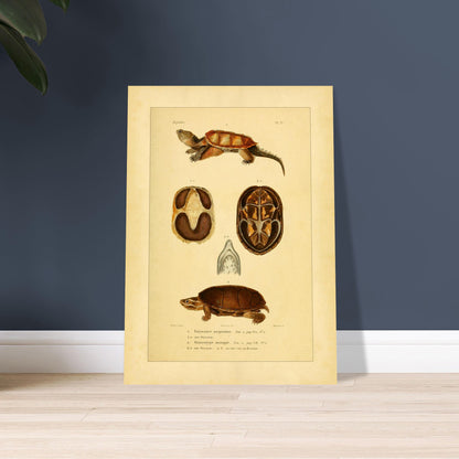 Emysaure serpentine et Staurotype musqué : reproduction de planches de tortues. Planche naturaliste ancienne représentant deux tortues, l'une de face et l'autre de dos, avec des vues du plastron et de la mâchoire.