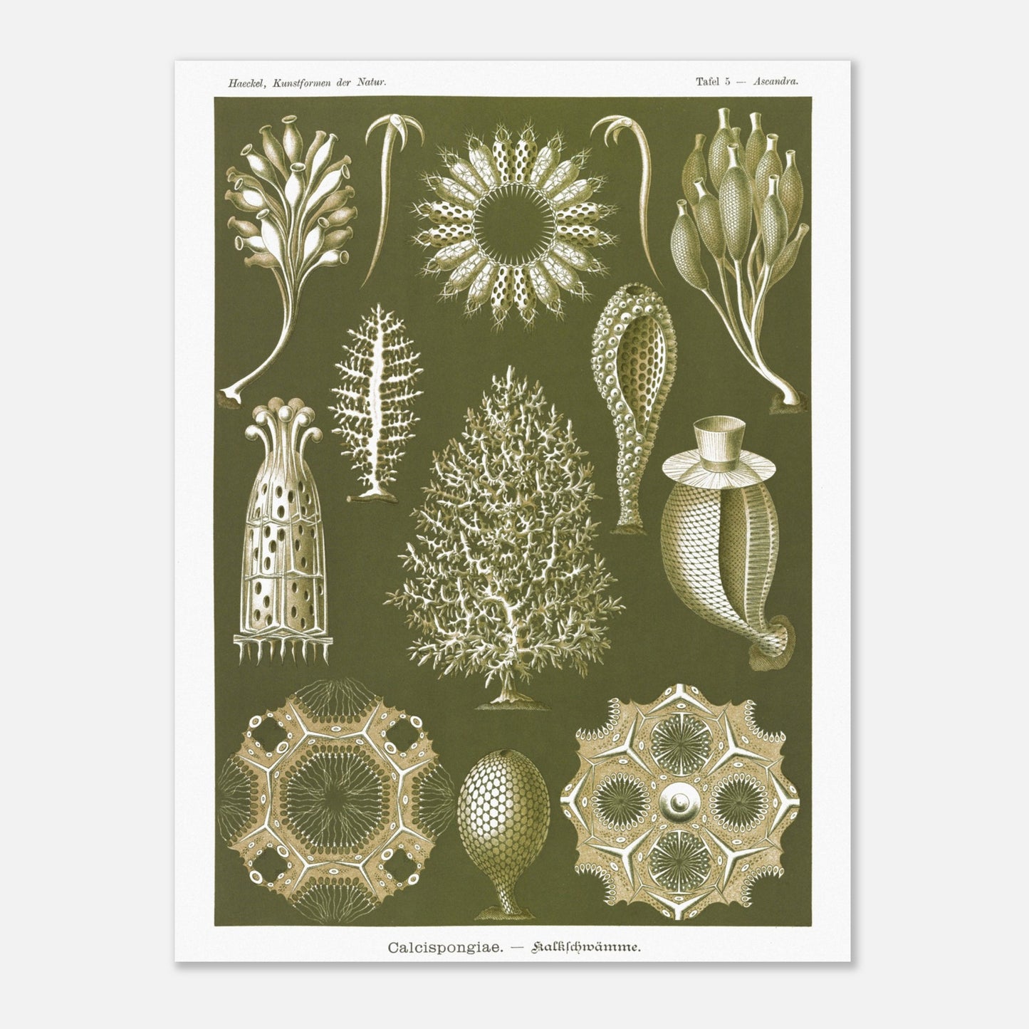 Planche naturaliste d'éponges calcaires - Ernst Haeckel (30x40 cm). Planche d'illustrations naturalistes d'Ernst Haeckel représentant différentes éponges calcaires.