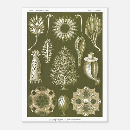 Planche naturaliste d'éponges calcaires - Ernst Haeckel (30x40 cm). Planche d'illustrations naturalistes d'Ernst Haeckel représentant différentes éponges calcaires.