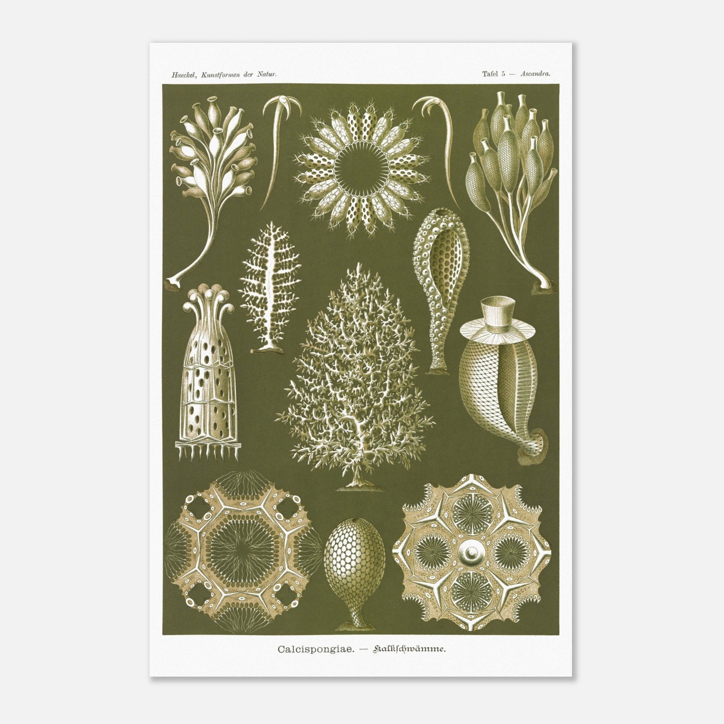 Planche naturaliste d'éponges calcaires - Ernst Haeckel (40x60 cm). Planche d'illustrations naturalistes d'Ernst Haeckel représentant différentes éponges calcaires.