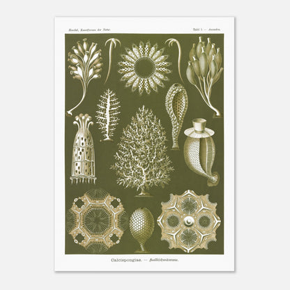 Planche naturaliste d'éponges calcaires - Ernst Haeckel (42x59,4 cm (A2)). Planche d'illustrations naturalistes d'Ernst Haeckel représentant différentes éponges calcaires.