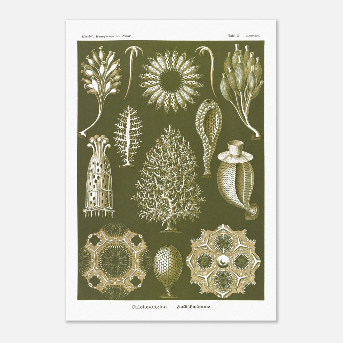 Planche naturaliste d'éponges calcaires - Ernst Haeckel (70x100 cm). Planche d'illustrations naturalistes d'Ernst Haeckel représentant différentes éponges calcaires.