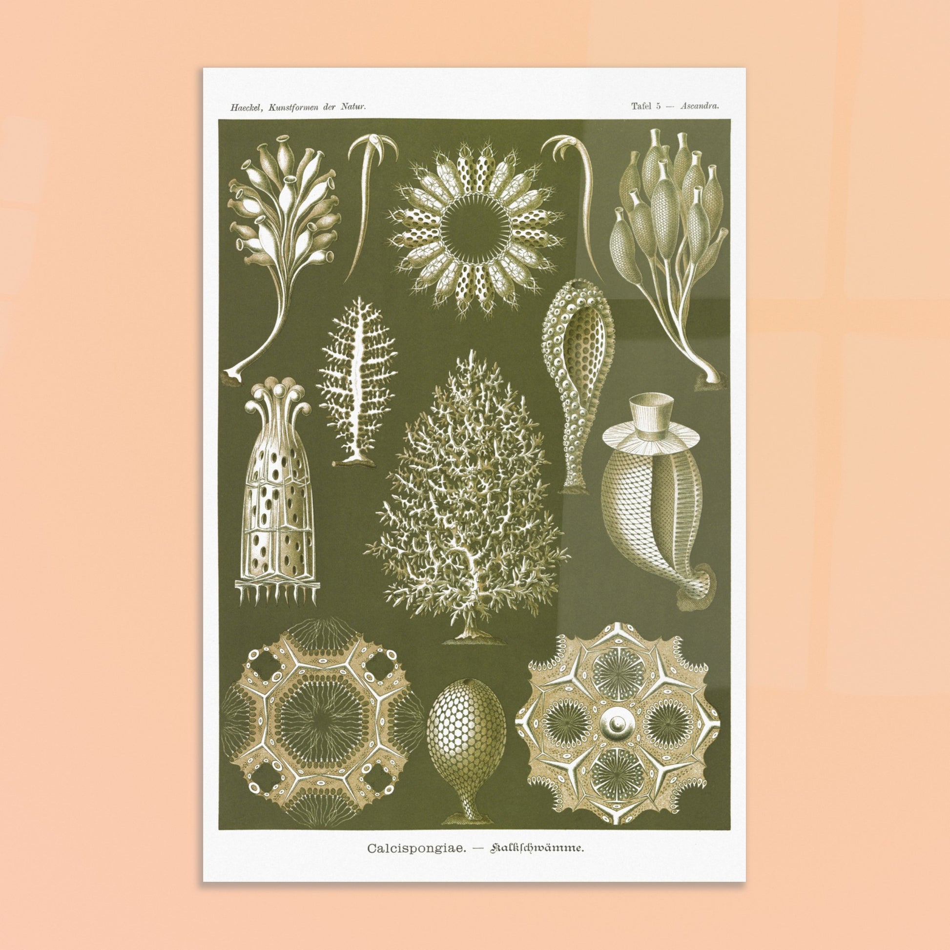 Planche naturaliste d'éponges calcaires - Ernst Haeckel. Planche d'illustrations naturalistes d'Ernst Haeckel représentant différentes éponges calcaires. Image d'illustration 8