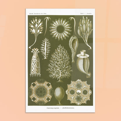 Planche naturaliste d'éponges calcaires - Ernst Haeckel. Planche d'illustrations naturalistes d'Ernst Haeckel représentant différentes éponges calcaires. Image d'illustration 8