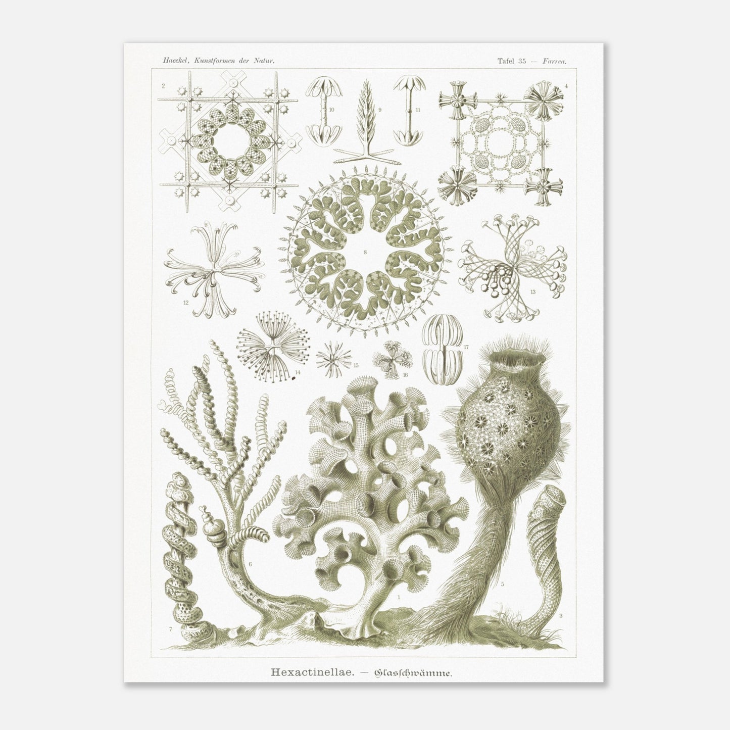 Planche naturaliste d'Éponges de verre par Ernst Haeckel (30x40 cm). Planche d'histoire naturelle d'Ernst Haeckel illustrant diverses éponges de verre (Hexactinellida) avec leurs structures complexes.