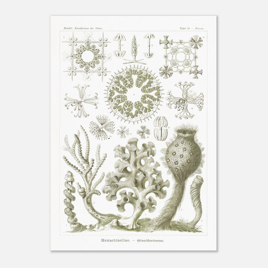 Planche naturaliste d'Éponges de verre par Ernst Haeckel (42x59,4 cm (A2)). Planche d'histoire naturelle d'Ernst Haeckel illustrant diverses éponges de verre (Hexactinellida) avec leurs structures complexes.