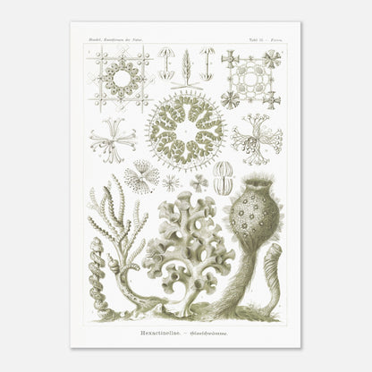 Planche naturaliste d'Éponges de verre par Ernst Haeckel (59,4x84,1 cm (A1)). Planche d'histoire naturelle d'Ernst Haeckel illustrant diverses éponges de verre (Hexactinellida) avec leurs structures complexes.