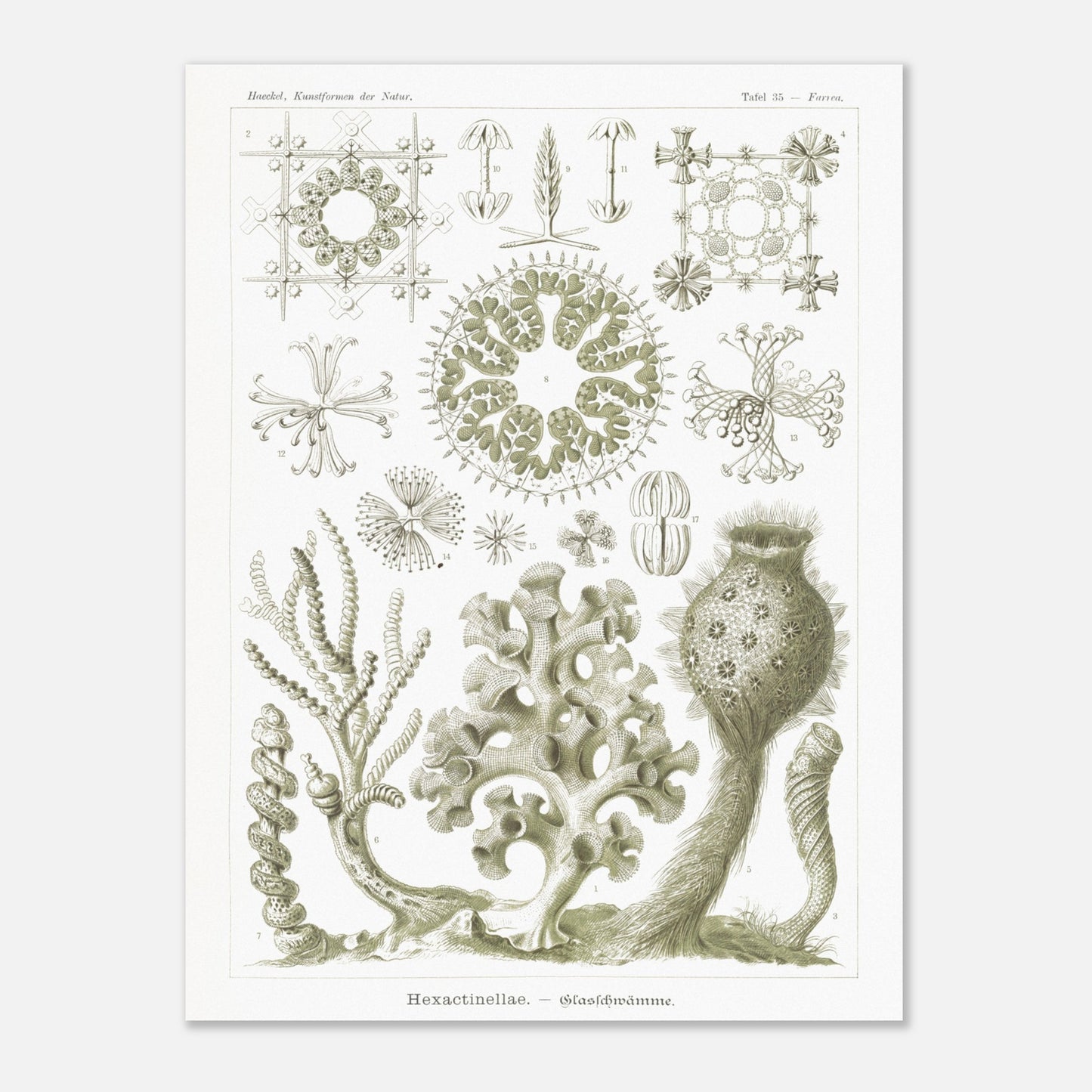 Planche naturaliste d'Éponges de verre par Ernst Haeckel (60x80 cm). Planche d'histoire naturelle d'Ernst Haeckel illustrant diverses éponges de verre (Hexactinellida) avec leurs structures complexes.