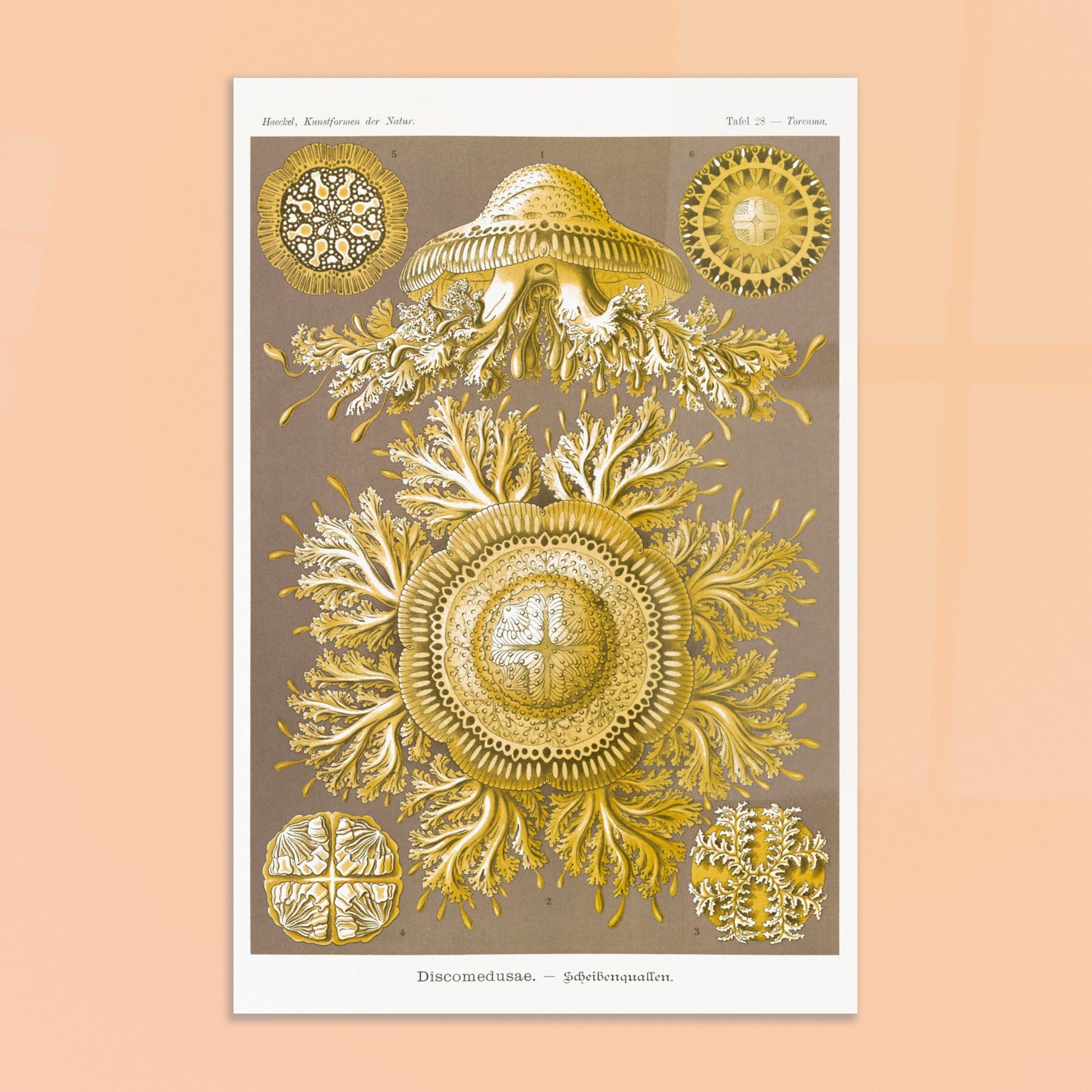 Ernst Haeckel - Discomedusae - Scheibenquallen - Méduses disques, poster de la planche Toreuma des Kunstformen der Natur - image 50886586728781