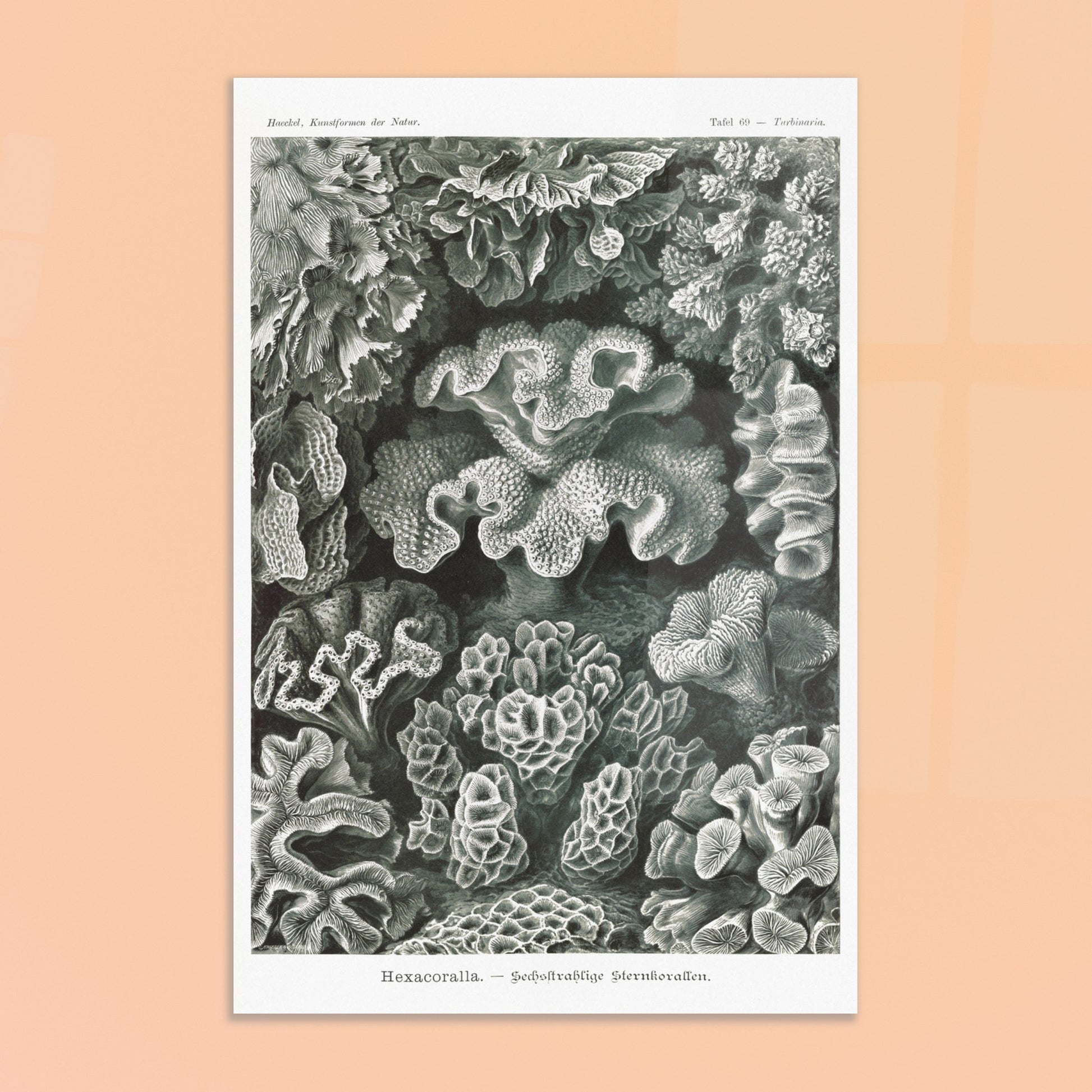 Ernst Haeckel - Hexacoralla - Sechsstrahlige Sternkorallen - Coraux étoilés hexaradiaires, poster de la planche Turbinaria des Kunstformen der Natur - image 50887110820173