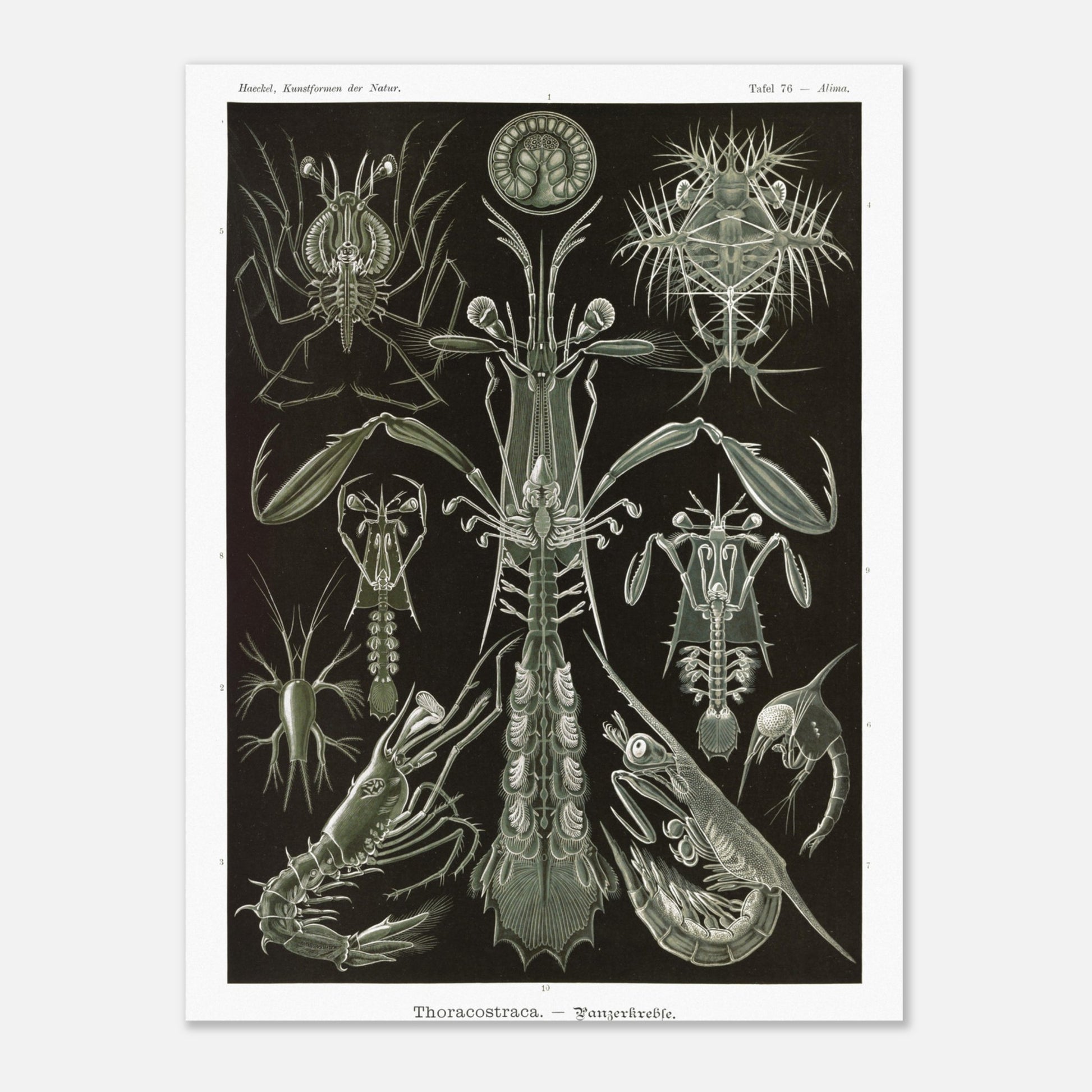 Ernst Haeckel - Thoracostraca - Panzerkrebse - Crustacés à carapaces, poster de la planche Alima des Kunstformen der Natur - Taille 30x40 cm