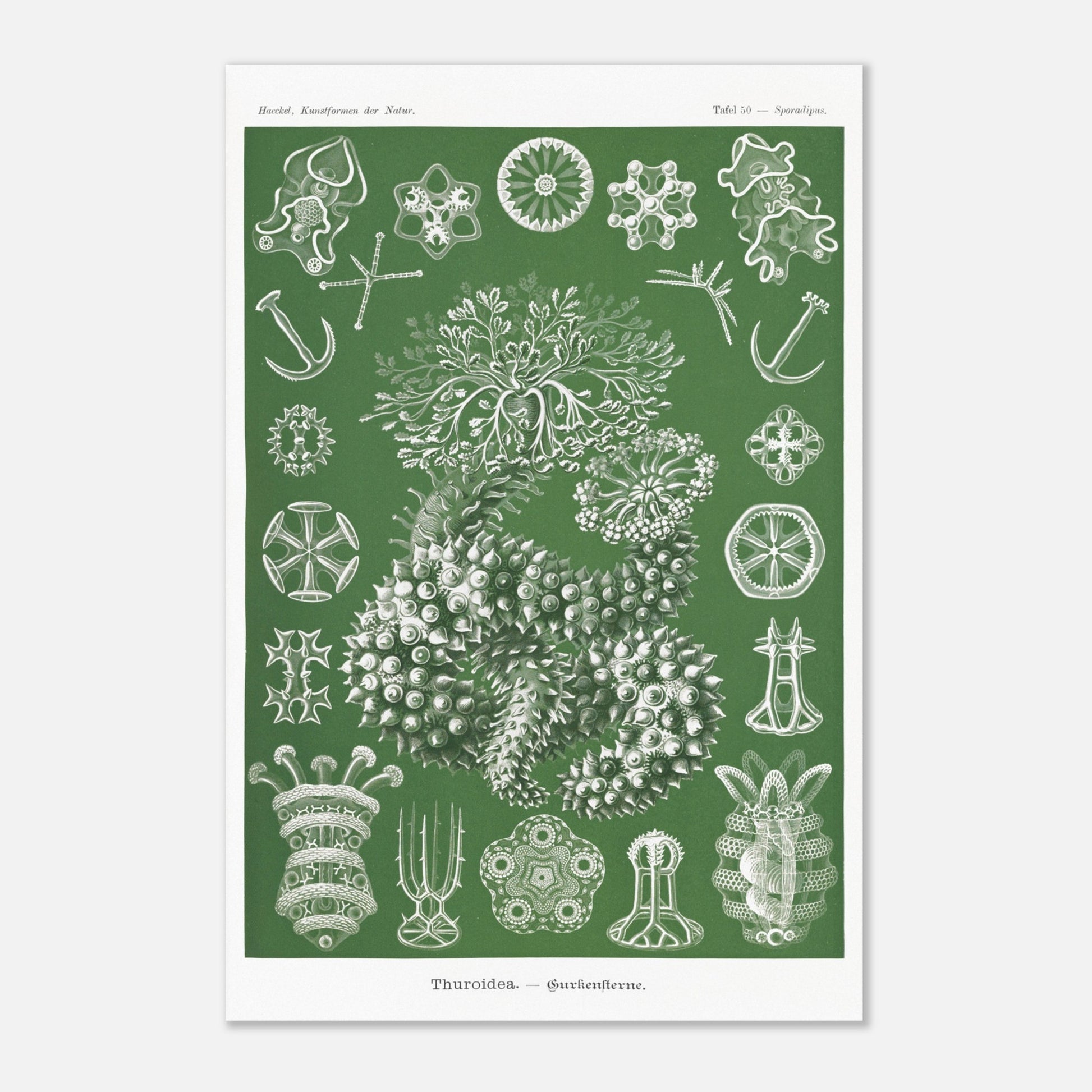 Ernst Haeckel - Thuroidea - Gurkensterne - Holothuries, poster de la planche Sporadipus des Kunstformen der Natur - Taille 40x60 cm