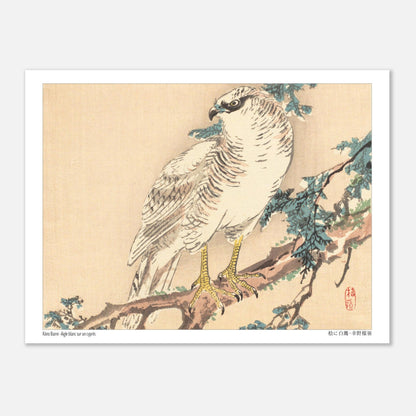 Estampe Aigle blanc sur un cyprès de Kōno Bairei (15x20 cm). Un aigle blanc aux yeux bleus est perché sur une branche de cyprès, dans un style d'estampe japonaise naturaliste.