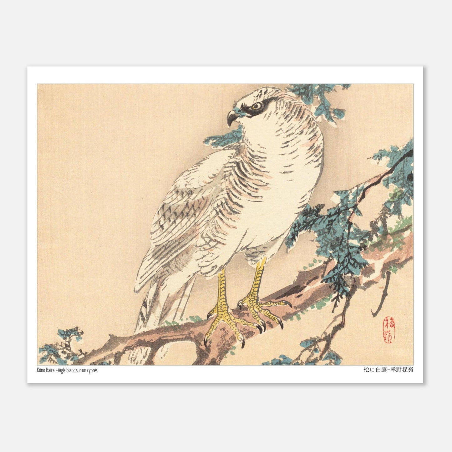 Estampe Aigle blanc sur un cyprès de Kōno Bairei (20x25 cm). Un aigle blanc aux yeux bleus est perché sur une branche de cyprès, dans un style d'estampe japonaise naturaliste.