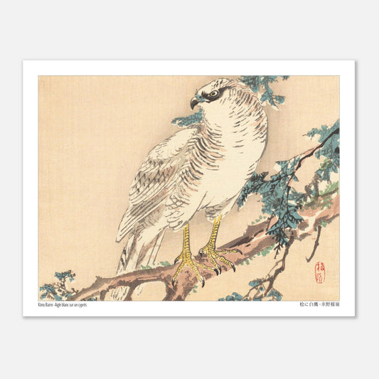 Estampe Aigle blanc sur un cyprès de Kōno Bairei (27x35 cm). Un aigle blanc aux yeux bleus est perché sur une branche de cyprès, dans un style d'estampe japonaise naturaliste.