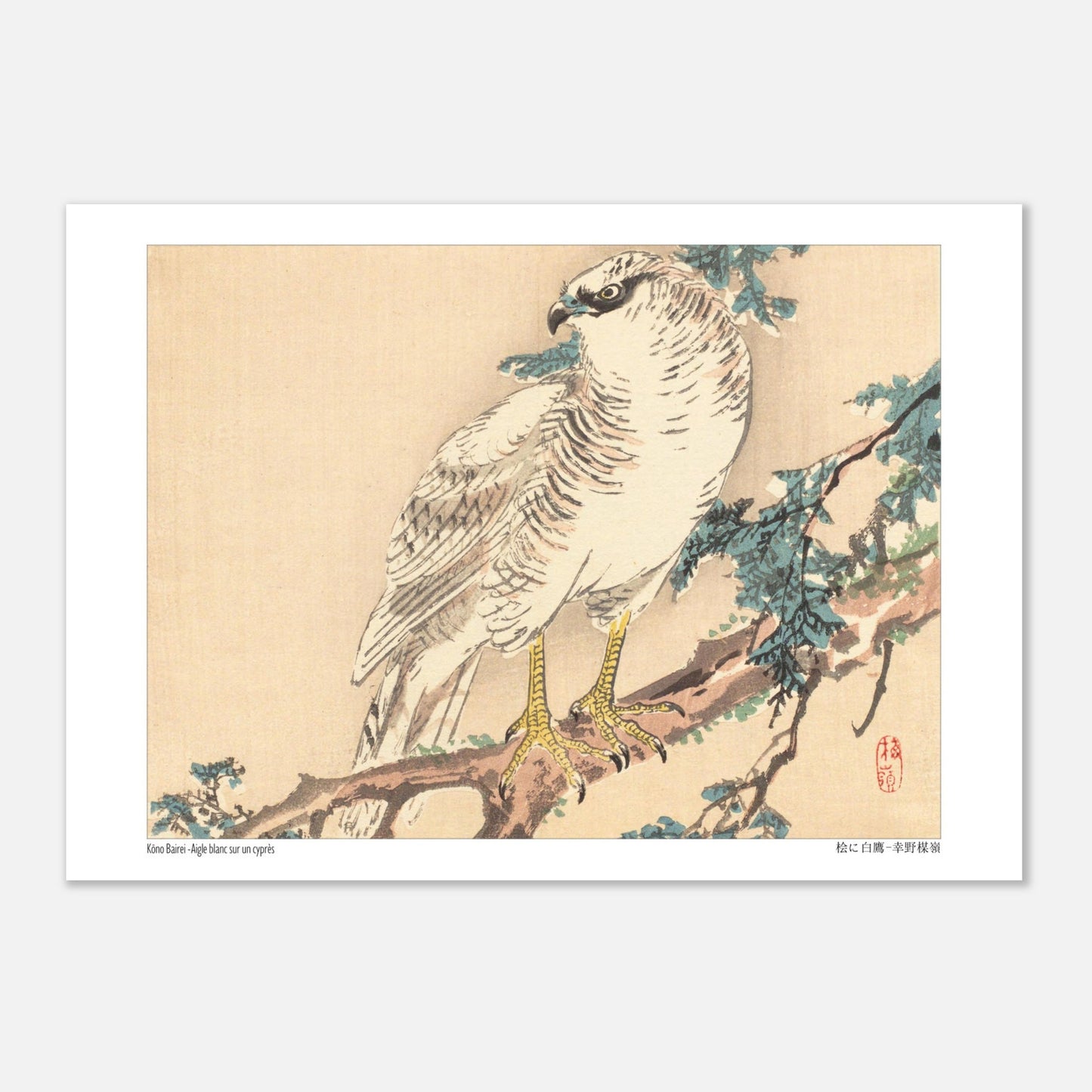 Estampe Aigle blanc sur un cyprès de Kōno Bairei (29,7x42 cm (A3)). Un aigle blanc aux yeux bleus est perché sur une branche de cyprès, dans un style d'estampe japonaise naturaliste.