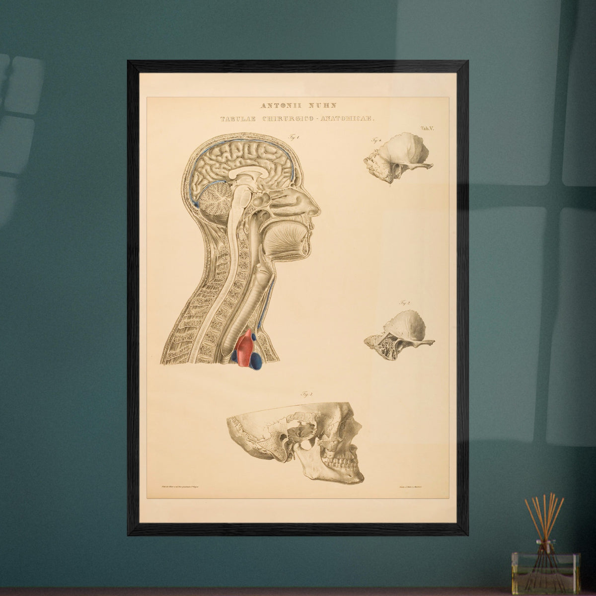 Estampe anatomique du cerveau, cou et thorax par Anton Nuhn. Planche anatomique gravée par Anton Nuhn, représentant des coupes du cerveau, du cou et de la cavité thoracique, avec des détails des structures osseuses et vasculaires.