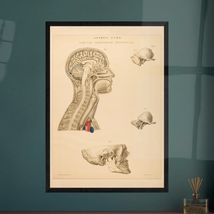 Estampe anatomique du cerveau, cou et thorax par Anton Nuhn. Planche anatomique gravée par Anton Nuhn, représentant des coupes du cerveau, du cou et de la cavité thoracique, avec des détails des structures osseuses et vasculaires.