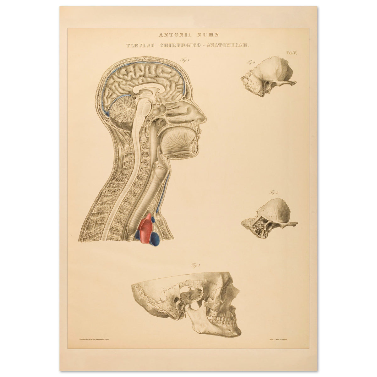 Estampe anatomique du cerveau, cou et thorax par Anton Nuhn (21x29,7 cm (A4)). Planche anatomique gravée par Anton Nuhn, représentant des coupes du cerveau, du cou et de la cavité thoracique, avec des détails des structures osseuses et vasculaires.