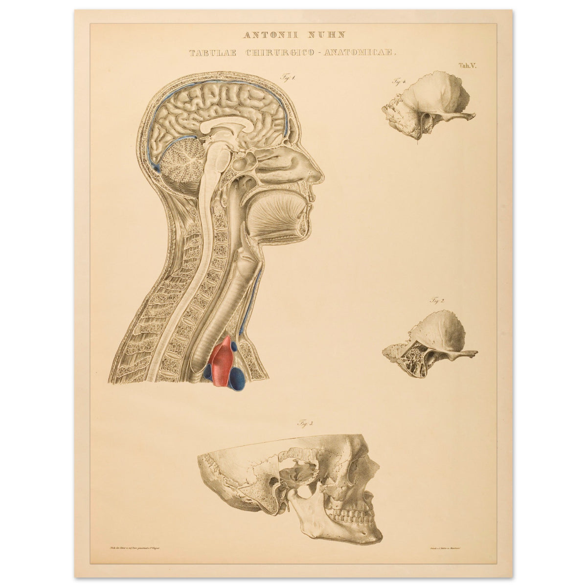 Estampe anatomique du cerveau, cou et thorax par Anton Nuhn (27x35 cm). Planche anatomique gravée par Anton Nuhn, représentant des coupes du cerveau, du cou et de la cavité thoracique, avec des détails des structures osseuses et vasculaires.