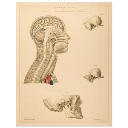 Estampe anatomique du cerveau, cou et thorax par Anton Nuhn (27x35 cm). Planche anatomique gravée par Anton Nuhn, représentant des coupes du cerveau, du cou et de la cavité thoracique, avec des détails des structures osseuses et vasculaires.