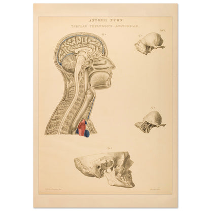 Estampe anatomique du cerveau, cou et thorax par Anton Nuhn (29,7x42 cm (A3)). Planche anatomique gravée par Anton Nuhn, représentant des coupes du cerveau, du cou et de la cavité thoracique, avec des détails des structures osseuses et vasculaires.