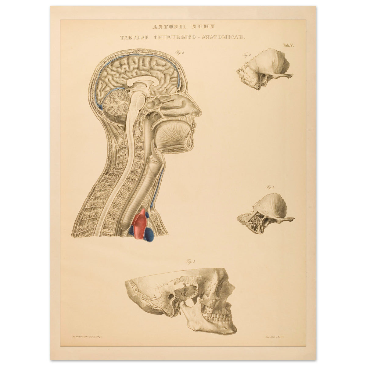 Estampe anatomique du cerveau, cou et thorax par Anton Nuhn (30x40 cm). Planche anatomique gravée par Anton Nuhn, représentant des coupes du cerveau, du cou et de la cavité thoracique, avec des détails des structures osseuses et vasculaires.
