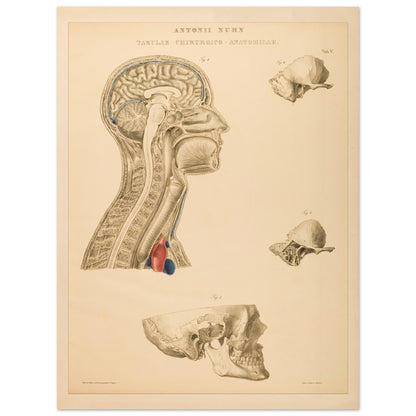 Estampe anatomique du cerveau, cou et thorax par Anton Nuhn (30x40 cm). Planche anatomique gravée par Anton Nuhn, représentant des coupes du cerveau, du cou et de la cavité thoracique, avec des détails des structures osseuses et vasculaires.