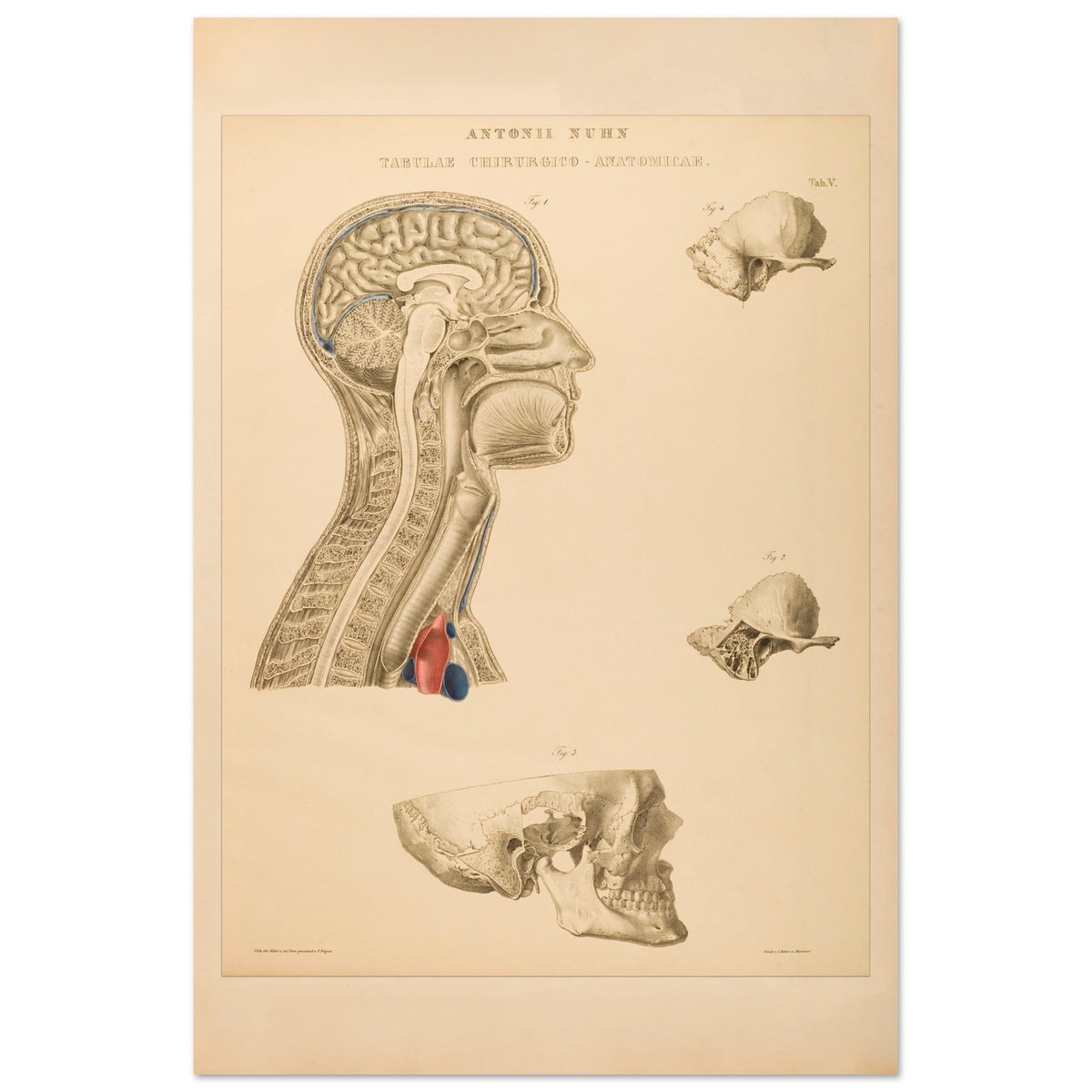 Estampe anatomique du cerveau, cou et thorax par Anton Nuhn (40x60 cm). Planche anatomique gravée par Anton Nuhn, représentant des coupes du cerveau, du cou et de la cavité thoracique, avec des détails des structures osseuses et vasculaires.