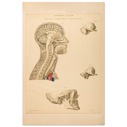 Estampe anatomique du cerveau, cou et thorax par Anton Nuhn (40x60 cm). Planche anatomique gravée par Anton Nuhn, représentant des coupes du cerveau, du cou et de la cavité thoracique, avec des détails des structures osseuses et vasculaires.