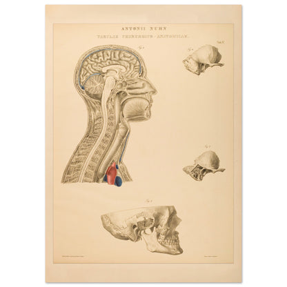Estampe anatomique du cerveau, cou et thorax par Anton Nuhn (42x59,4 cm (A2)). Planche anatomique gravée par Anton Nuhn, représentant des coupes du cerveau, du cou et de la cavité thoracique, avec des détails des structures osseuses et vasculaires.