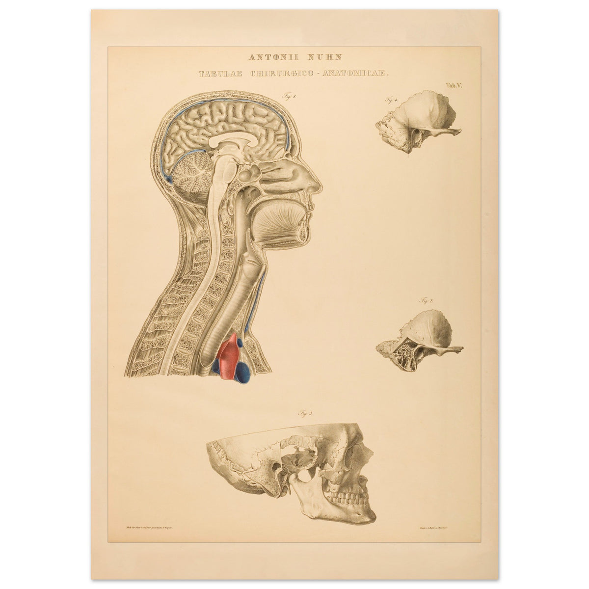 Estampe anatomique du cerveau, cou et thorax par Anton Nuhn (50x70 cm). Planche anatomique gravée par Anton Nuhn, représentant des coupes du cerveau, du cou et de la cavité thoracique, avec des détails des structures osseuses et vasculaires.