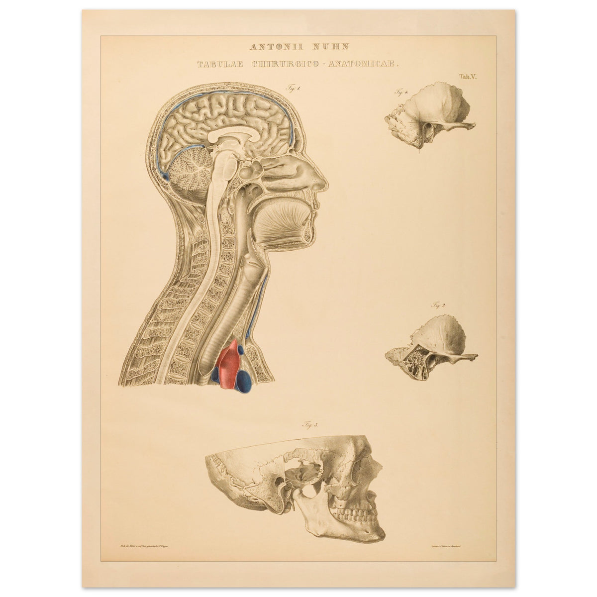 Estampe anatomique du cerveau, cou et thorax par Anton Nuhn (60x80 cm). Planche anatomique gravée par Anton Nuhn, représentant des coupes du cerveau, du cou et de la cavité thoracique, avec des détails des structures osseuses et vasculaires.