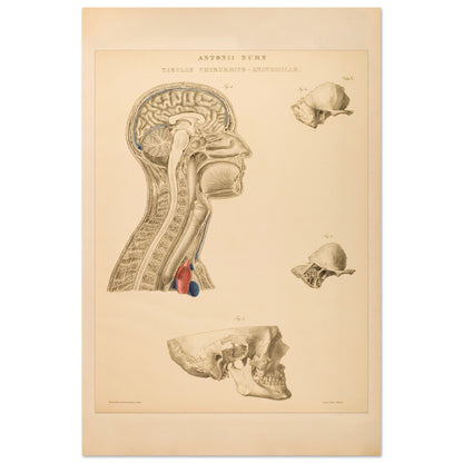 Estampe anatomique du cerveau, cou et thorax par Anton Nuhn (60x90 cm). Planche anatomique gravée par Anton Nuhn, représentant des coupes du cerveau, du cou et de la cavité thoracique, avec des détails des structures osseuses et vasculaires.