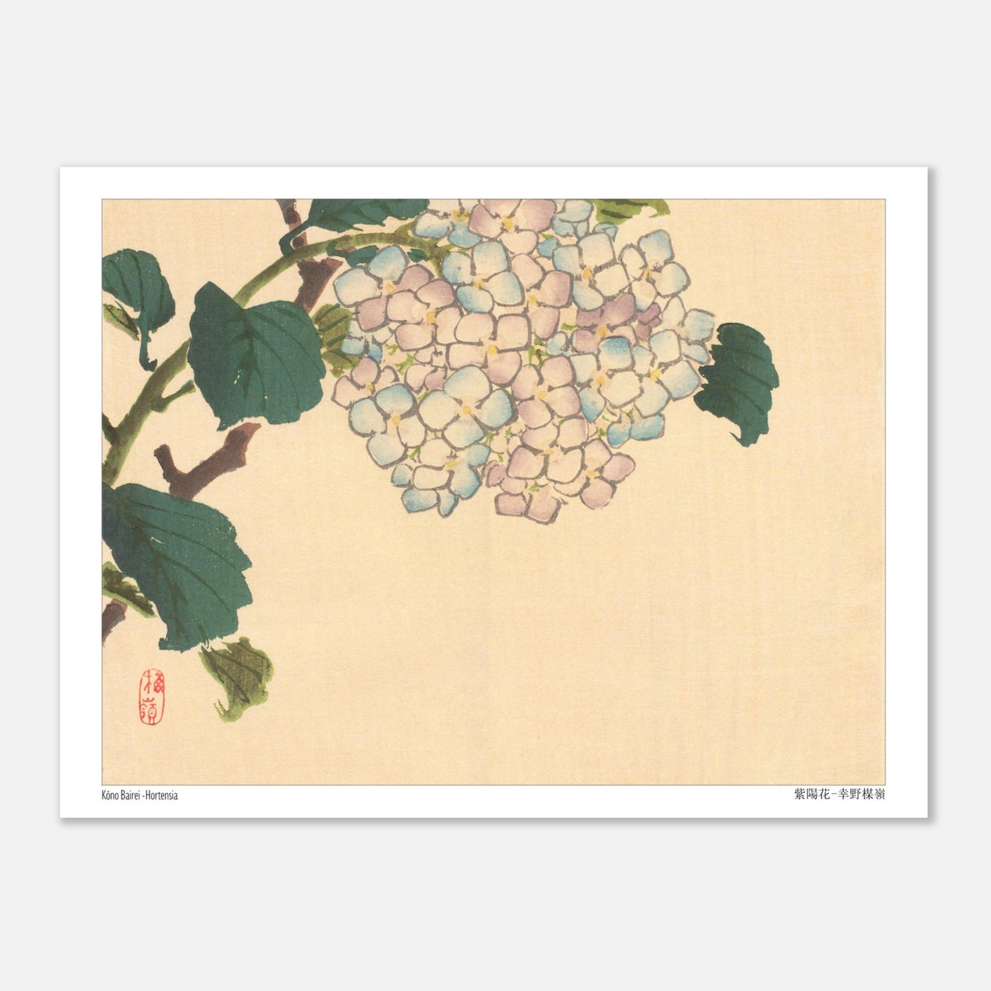 Planche botanique d'Hortensia, estampe de l'artiste japonais Kōno Bairei (15x20 cm). Illustration botanique d'une fleur d'hortensia aux pétales bleu pâle et roses sur une branche avec des feuilles vertes.