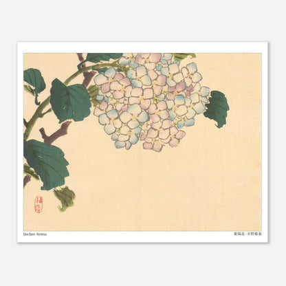 Planche botanique d'Hortensia, estampe de l'artiste japonais Kōno Bairei (20x25 cm). Illustration botanique d'une fleur d'hortensia aux pétales bleu pâle et roses sur une branche avec des feuilles vertes.