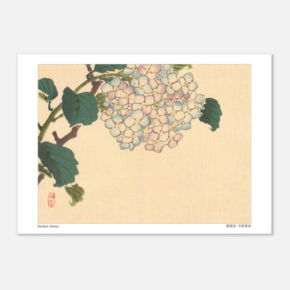 Planche botanique d'Hortensia, estampe de l'artiste japonais Kōno Bairei (21x29,7 cm (A4)). Illustration botanique d'une fleur d'hortensia aux pétales bleu pâle et roses sur une branche avec des feuilles vertes.