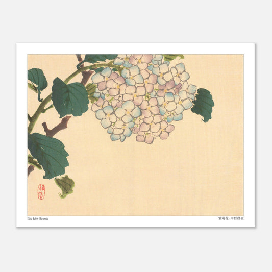 Planche botanique d'Hortensia, estampe de l'artiste japonais Kōno Bairei (27x35 cm). Illustration botanique d'une fleur d'hortensia aux pétales bleu pâle et roses sur une branche avec des feuilles vertes.