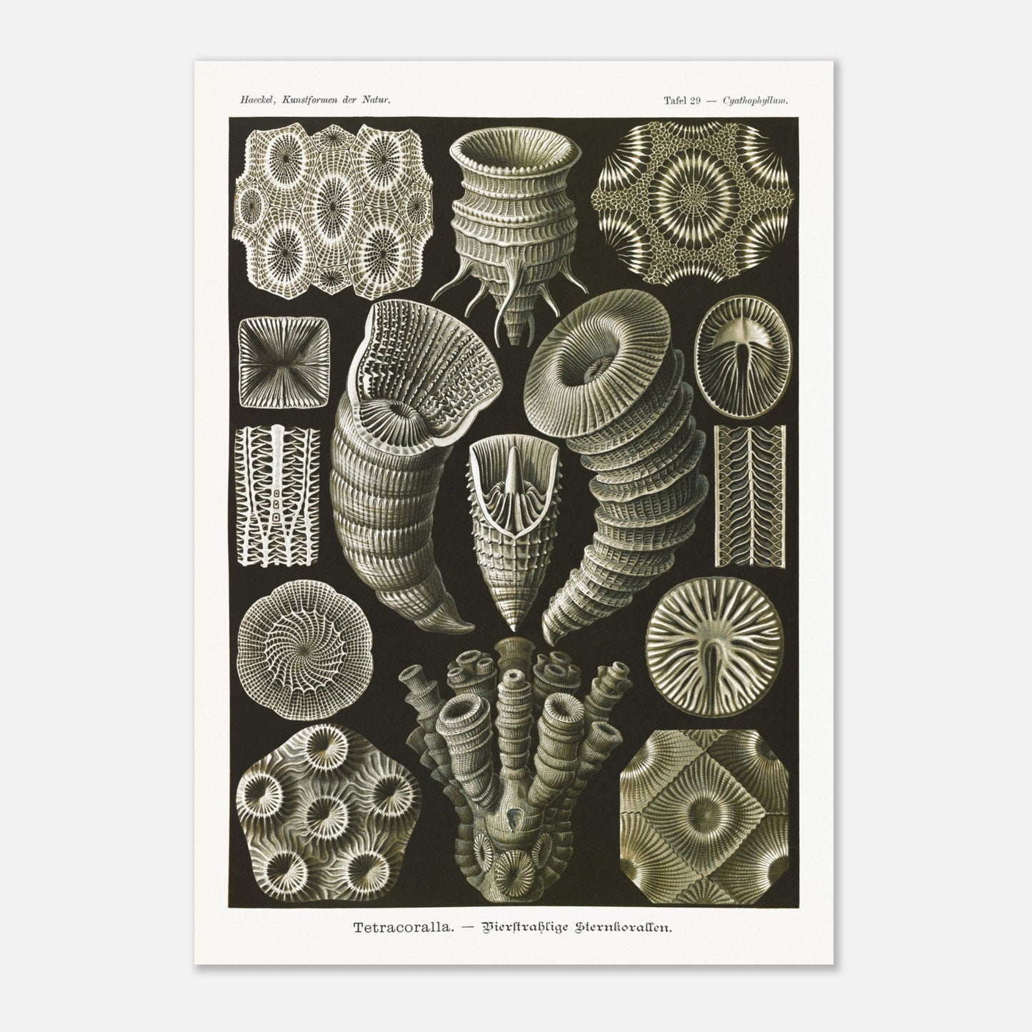 Estampe de Coraux étoilés Tetracoralla - Ernst Haeckel (29,7x42 cm (A3)). Planche scientifique ancienne illustrant des Coraux étoilés à quatre rayons, montrant diverses formes et structures, avec des numéros pour identifier chaque spécimen.