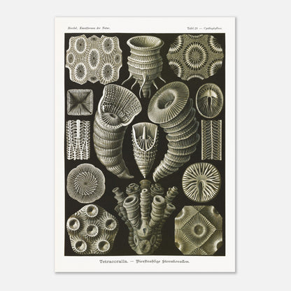 Estampe de Coraux étoilés Tetracoralla - Ernst Haeckel (29,7x42 cm (A3)). Planche scientifique ancienne illustrant des Coraux étoilés à quatre rayons, montrant diverses formes et structures, avec des numéros pour identifier chaque spécimen.