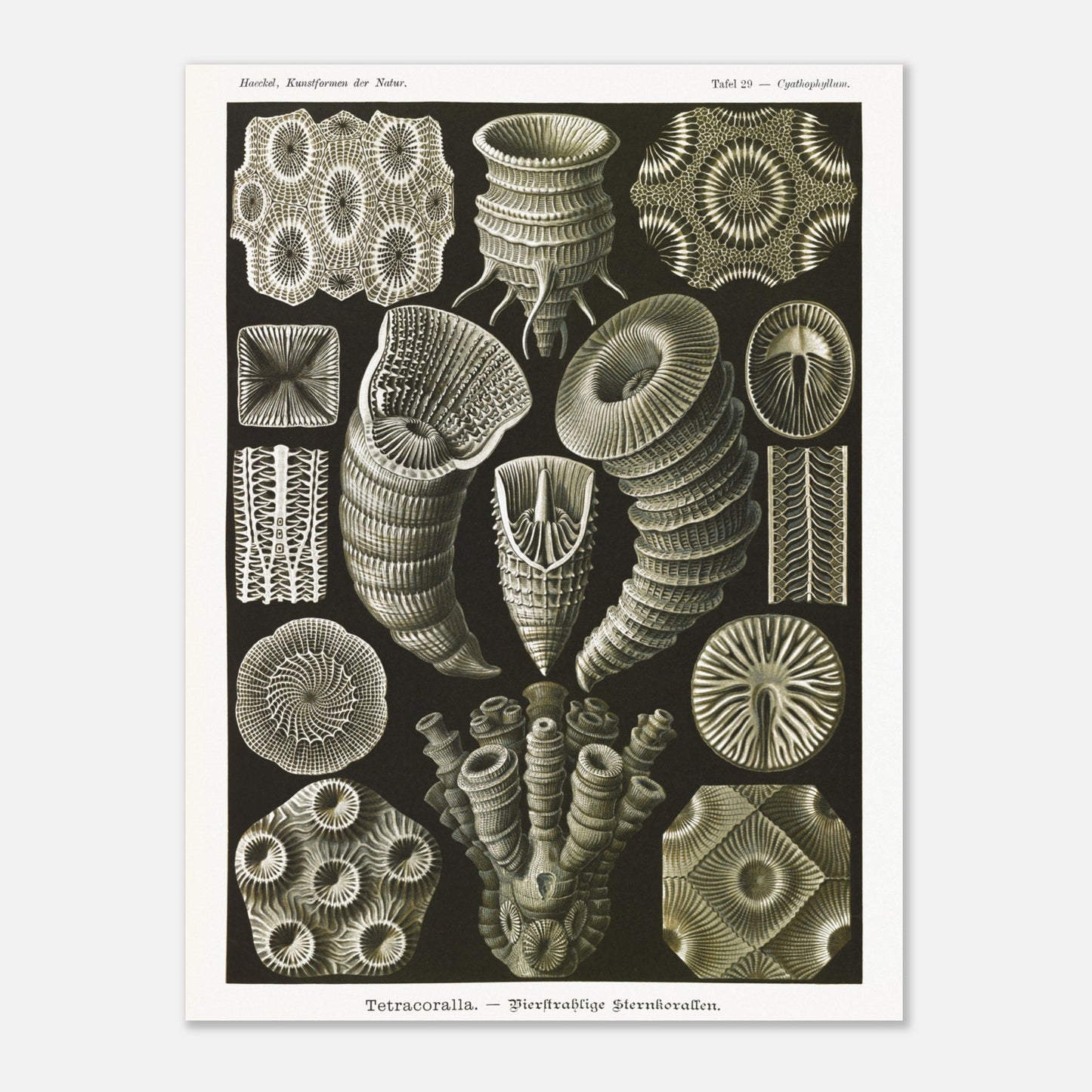 Estampe de Coraux étoilés Tetracoralla - Ernst Haeckel (30x40 cm). Planche scientifique ancienne illustrant des Coraux étoilés à quatre rayons, montrant diverses formes et structures, avec des numéros pour identifier chaque spécimen.